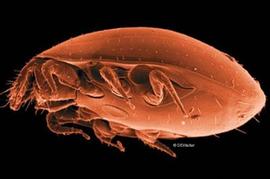 Male uropodine (DEW)