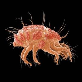 Stigmaeid mite (DEW)