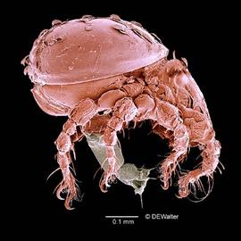 Oribatid mite with ovipositor (DEW)