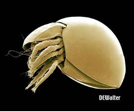 Ptychoid; euphthiracaroid box mite (DEW)