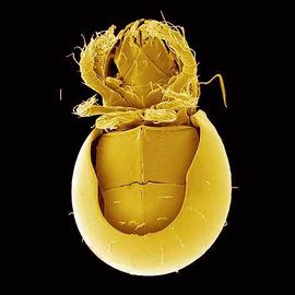 Lack elongate genital and anal valves; box mite (Phthiracaroidea) (DEW)