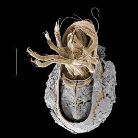 Soil-encrusted box mite (Phthiracaroidea) (DEW)