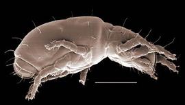  Epilohmannia  nymph (DEW)