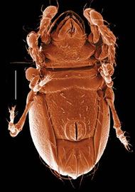 Dichoid;  Epilohmannia  (DEW)