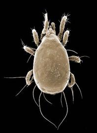 Capitulum exposed,  Amblyseius  (DEW)