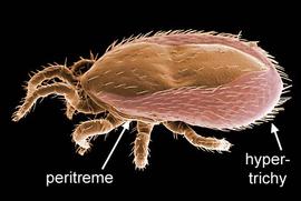 Hypertrichous; Macronyssid (DEW)