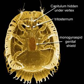 Female uropodid mite (DEW) with capitulum hidden under vertex