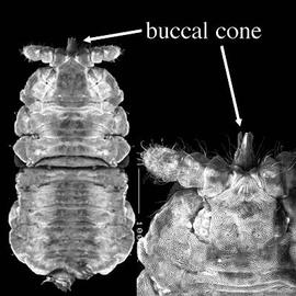Poduromorpha, Neanuridae (DEW)