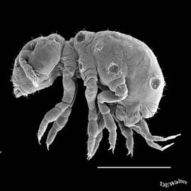 Neelipleona, Neelidae,  Megalothorax  (DEW)