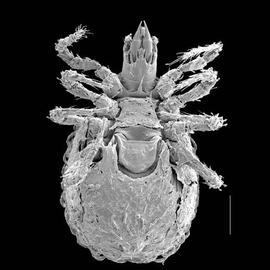 Nothogyniidae,  Nothgynus klompeni  (DEW) displaying thick cerotegument