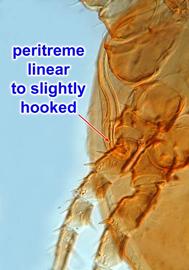 Peritreme of  Neopodocinum afrum 