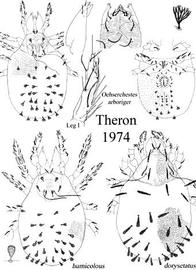  Oehserchestes arbotiger ,  O. humicolous , and  O. dorysetatus 