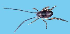 Opilioacarid from Kakadu (HCP, DEW)