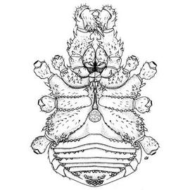 Venter of an opilionid (CB)