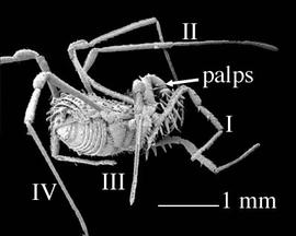 Lateral view of opilionid (DEW)