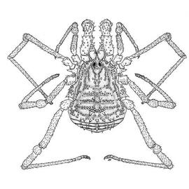 Dorsum of opilionid with antenniform legs II (CB)