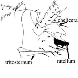 Anterior lateral (JC, DEW)