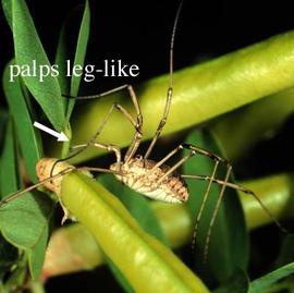 Opilionid with leg-like palps (HCP, DEW)