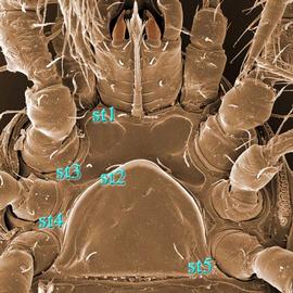 Arms embracing genital shield;  Antennolaelaps  female intercoxal region (DEW)