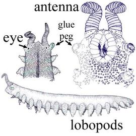 Velvet worm (Conondale Range) (CH, DEW)