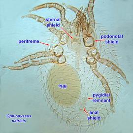  Ophionyssus natricis  gravid female