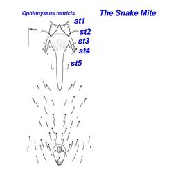  Ophionyssus natricis 