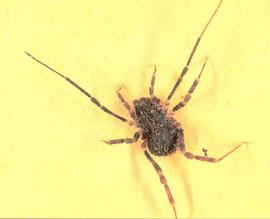 Troguloid opilionid (HCP)