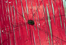 Opilionid on wall (HCP)