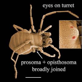 Opilionid eyes on turret (DEW)