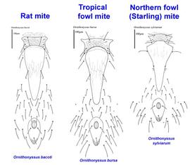 Venters of common species of  Ornithonyssus 