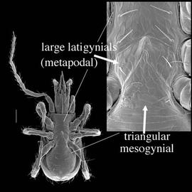  Pergamasus  female venter (DEW)