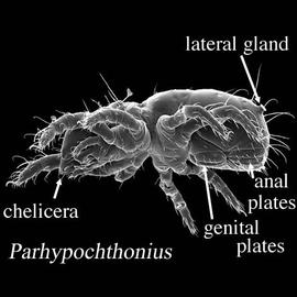 Sac-like oribatid mite;  Parhypochthonius  ventro-lateral view (DEW)