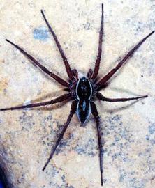 Pisaurid spider (HCP)