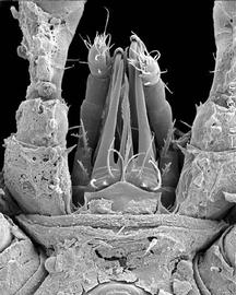Corniculi ; Polyaspis  subcapitulum (DEW)