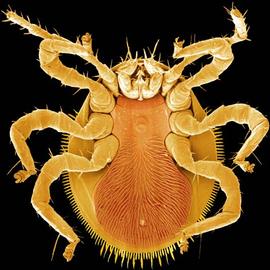 Promegistidae,  Promegistus  male (DEW)