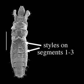 Styli on segments 1–3 of proturans (DEW)