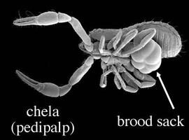 Pseudoscorpion brooding 6 embryos (DEW) in ventral embryo sack