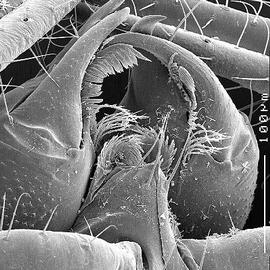 Venter of pseudoscorpion chelicerae (DEW)