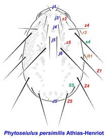  Phytoseiulus persimilis  female dorsum