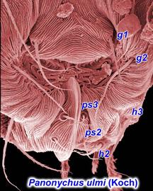  Panonychus ulmi  ano-genital region of female with 2 pairs of paranal setae