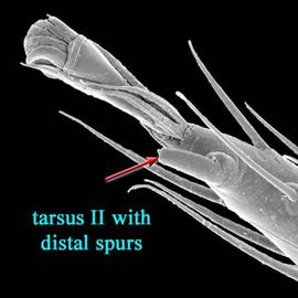  Pachylaelaps  spur on tarsus II of female (DEW)