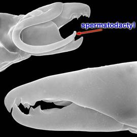  Zygoseius  male and female chelicerae