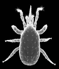  Zygoseius  female dorsum