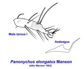   Panonychus elongatus 
