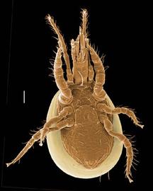   Neparholaspis  (Oregon) (DEW)
