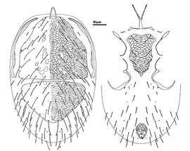 Dorsum and venter of deutonymph