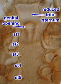  Male parasitid sternogenital region


