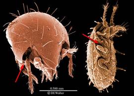 Amored mites, an oribatid and a uropodid (DEW)