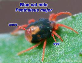 Blue oat mite,  Penthaleus major ; photo by Andrew Weeks