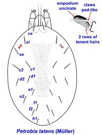 Morphology of the Bryobiine species,  Petrobia latens 
